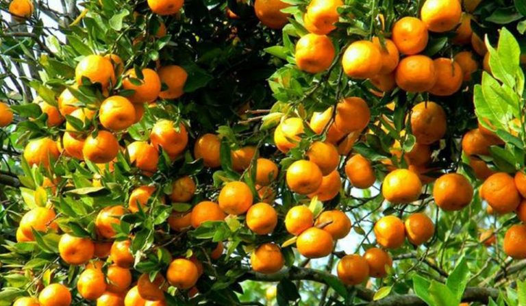 सुन्तलाले बजार नपाउँदा किसान सस्तो मूल्यमा बिक्री गर्न बाध्य