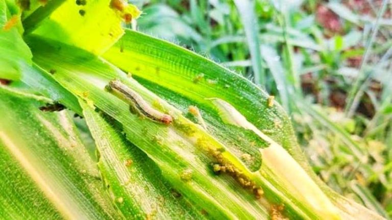 मकैमा अमेरिकन फौजी किराको संक्रमण