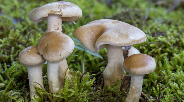 विषालु च्याउ खाँदा १६ जना बिरामी